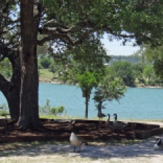 Geese At Boat Ramp
